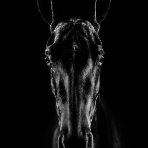 The Horse in Noir