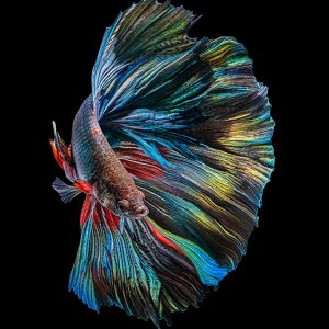 The  Betta Fish